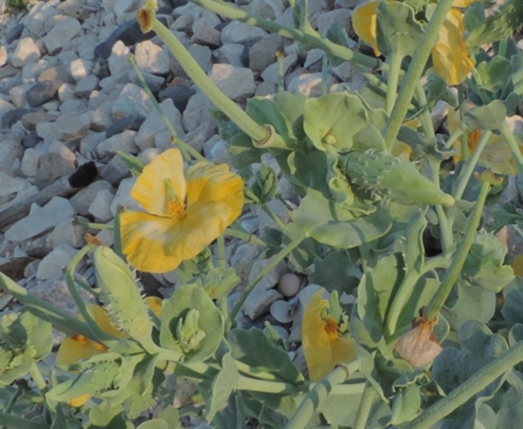 Scogli e sassi  con fiori gialli...Glaucium flavum